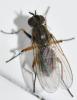 Coenosia albicornis